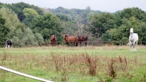 Iwno – stadnina o filmowej sławie - zdjęcie 42