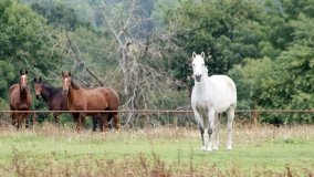 Iwno – stadnina o filmowej sławie - zdjęcie 46