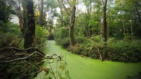 Król Rumunii Karol II w Bolechowie - zdjęcie 4