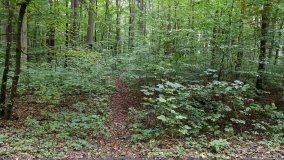 Uroczysko Skorzęcin z duchem leśniczego - zdjęcie 6