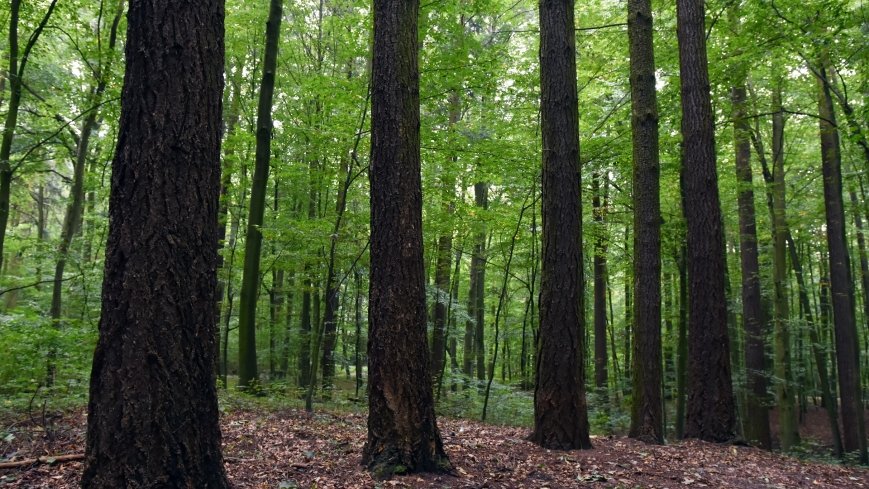 Uroczysko Skorzęcin z duchem leśniczego - zdjęcie 1