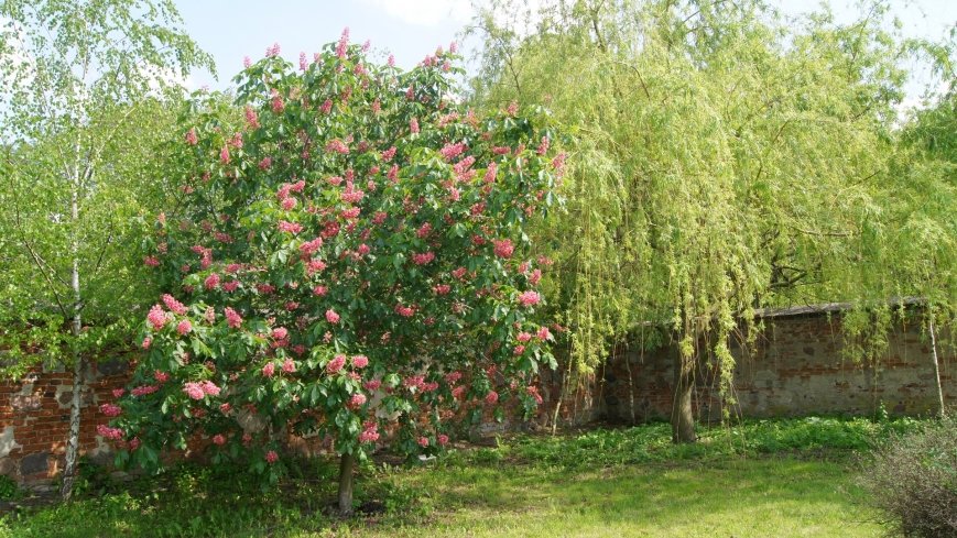 Park i ogrody norbertańskie w Strzelnie - zdjęcie 1