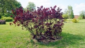 Park i ogrody norbertańskie w Strzelnie - zdjęcie 5