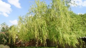 Park i ogrody norbertańskie w Strzelnie - zdjęcie 7