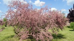 Park i ogrody norbertańskie w Strzelnie - zdjęcie 11