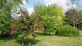 Park i ogrody norbertańskie w Strzelnie - zdjęcie 12