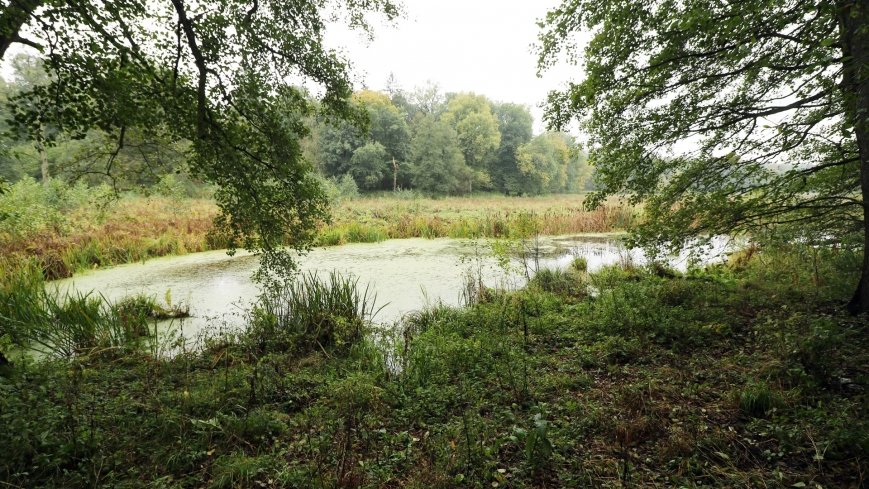 Ostrów Radzimski – osada, którą „wykończyła” epidemia cholery - zdjęcie 1