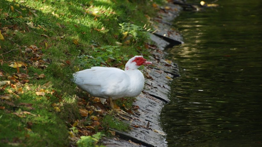 Mogilno – romantyczny park nad jeziorem - zdjęcie 1