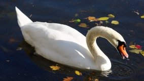 Mogilno – romantyczny park nad jeziorem - zdjęcie 2