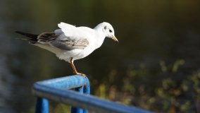 Mogilno – romantyczny park nad jeziorem - zdjęcie 3