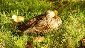 Mogilno – romantyczny park nad jeziorem - zdjęcie 12