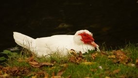 Mogilno – romantyczny park nad jeziorem - zdjęcie 13