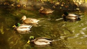 Mogilno – romantyczny park nad jeziorem - zdjęcie 17