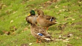 Mogilno – romantyczny park nad jeziorem - zdjęcie 28