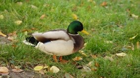 Mogilno – romantyczny park nad jeziorem - zdjęcie 34