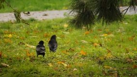 Mogilno – romantyczny park nad jeziorem - zdjęcie 37