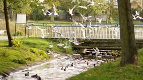 Mogilno – romantyczny park nad jeziorem - zdjęcie 40