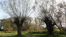 Mściszewska Binduga – przystań z klasą - zdjęcie 11