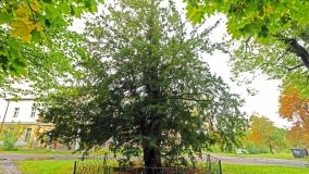 Nieznany dwór obronny w Murowanej Goślinie - zdjęcie 7