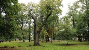 Nieznany dwór obronny w Murowanej Goślinie - zdjęcie 9