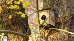 Górki – dwór z zabytkową kolekcją pojazdów konnych - zdjęcie 16