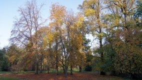 Egzotyczny park w Kobylnikach - zdjęcie 39