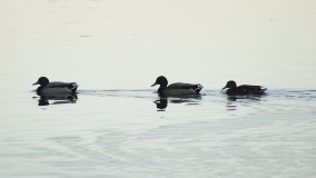 Egzotyczny park w Kobylnikach - zdjęcie 34
