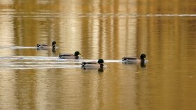 Egzotyczny park w Kobylnikach - zdjęcie 33