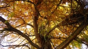 Egzotyczny park w Kobylnikach - zdjęcie 30