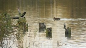 Egzotyczny park w Kobylnikach - zdjęcie 29