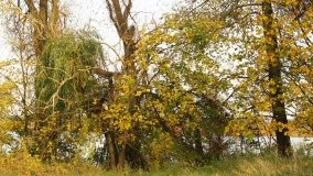 Egzotyczny park w Kobylnikach - zdjęcie 27