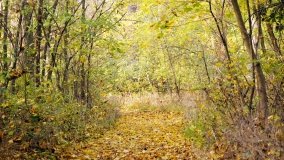 Egzotyczny park w Kobylnikach - zdjęcie 25