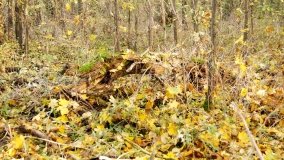 Egzotyczny park w Kobylnikach - zdjęcie 20