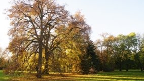 Egzotyczny park w Kobylnikach - zdjęcie 41