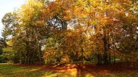 Egzotyczny park w Kobylnikach - zdjęcie 18