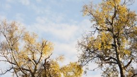 Egzotyczny park w Kobylnikach - zdjęcie 14