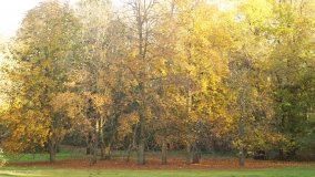 Egzotyczny park w Kobylnikach - zdjęcie 8