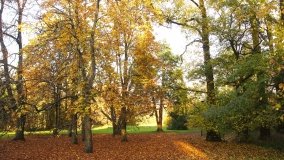 Egzotyczny park w Kobylnikach - zdjęcie 9