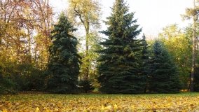 Egzotyczny park w Kobylnikach - zdjęcie 4