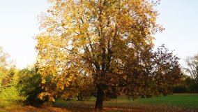 Egzotyczny park w Kobylnikach - zdjęcie 40