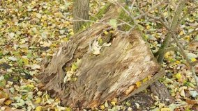 Egzotyczny park w Kobylnikach - zdjęcie 2