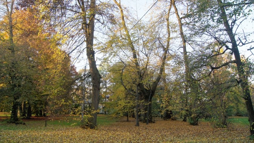 Egzotyczny park w Kobylnikach - zdjęcie 1