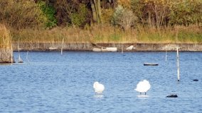 Zabytkowy most kolejowy w Kunowie - zdjęcie 8