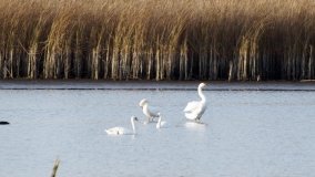 Zabytkowy most kolejowy w Kunowie - zdjęcie 11