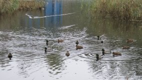 Łazienki Obornickie – unikatowe miejsce nad Wełną - zdjęcie 20