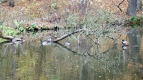 Łazienki Obornickie – unikatowe miejsce nad Wełną - zdjęcie 37