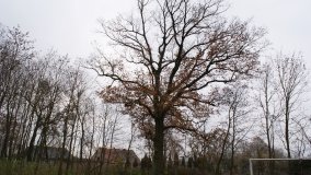 W starym parku nowy duch - zdjęcie 4