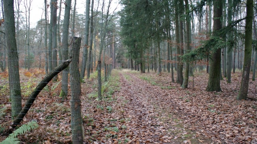 Klasztorne Modrzewie – niezwykły rezerwat w Puszczy Zielonka - zdjęcie 1
