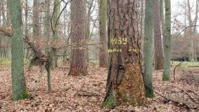 Klasztorne Modrzewie – niezwykły rezerwat w Puszczy Zielonka - zdjęcie 2