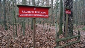 Klasztorne Modrzewie – niezwykły rezerwat w Puszczy Zielonka - zdjęcie 3